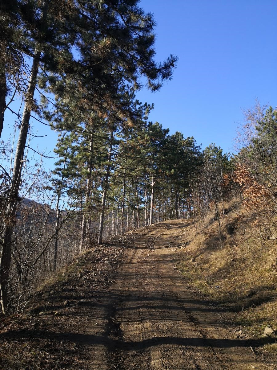 drumul_forestier-piatra_grohotisului_3